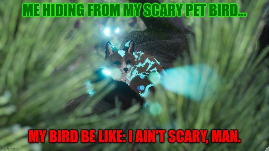 My scary budgie | Me hiding from my scary pet bird... My bird be like: I ain't scary, man. | image tagged in spirit of the north 2,fox,bird,budgie | made w/ Imgflip meme maker