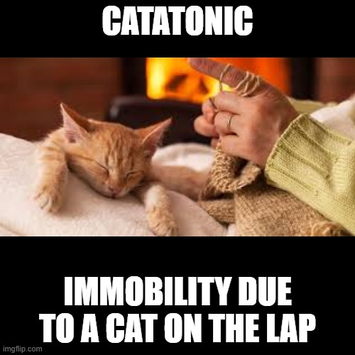 Catatonic | catatonic; immobility due to a cat on the lap | image tagged in black square,cat,pun | made w/ Imgflip meme maker