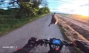 Bunny vs. Roller Blank Meme Template