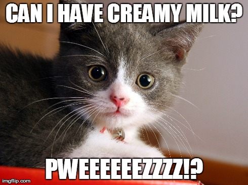 CAN I HAVE CREAMY MILK? PWEEEEEEZZZZ!? | image tagged in pweez,animals | made w/ Imgflip meme maker