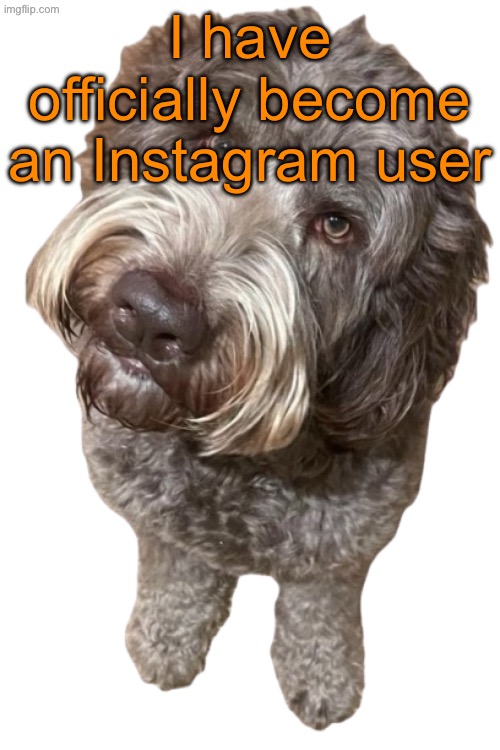 Memechat me and I MIGHT tell you my username | I have officially become an Instagram user | image tagged in northers dog transparent | made w/ Imgflip meme maker