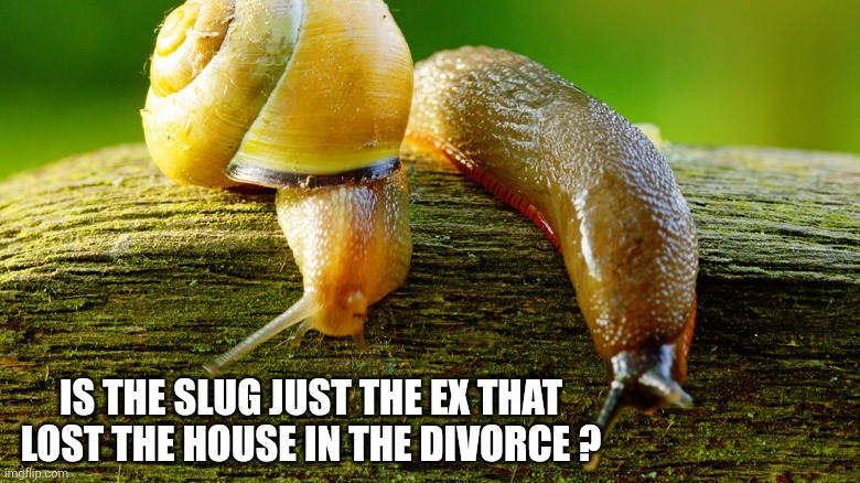 Snail | Is the slug just the ex that lost the house in the divorce ? | made w/ Imgflip meme maker