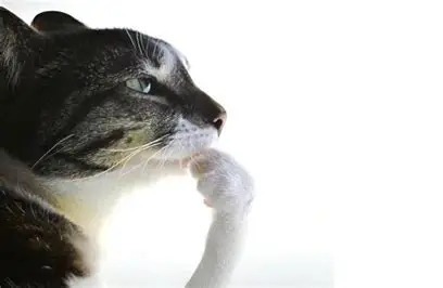 Thinking cat Blank Meme Template