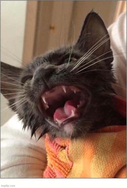 I Don't Think He Liked His Bath ... | image tagged in cats,bath,unhappy | made w/ Imgflip meme maker