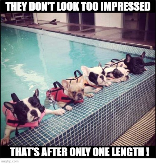 A 'Fun' Day At The Pool ? | They don't look too impressed; that's after only one length ! | image tagged in dogs,bulldogs,swimming pool | made w/ Imgflip meme maker