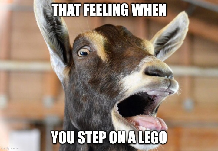 Goat scream | that feeling when you step on a lego | image tagged in goat scream | made w/ Imgflip meme maker