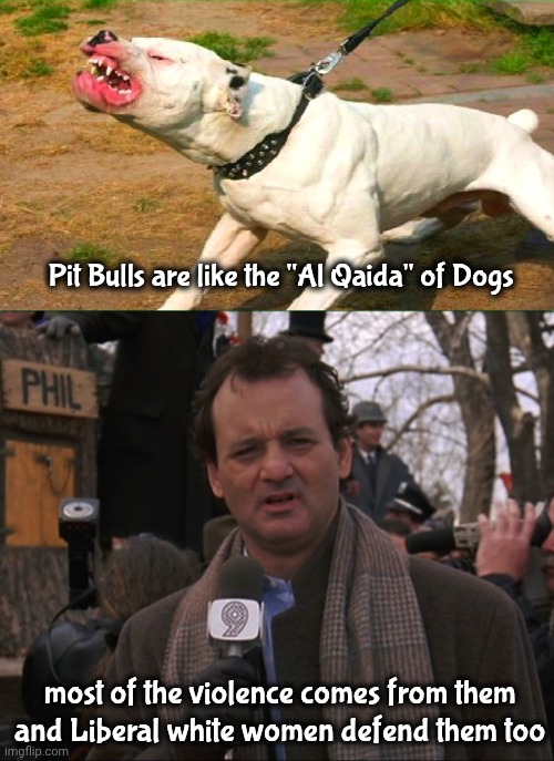 They're just waiting for a signal | Pit Bulls are like the "Al Qaida" of Dogs; most of the violence comes from them and Liberal white women defend them too | image tagged in pit bull,bill murray groundhog day,dogs,warning,leash yours,one day it will hai | made w/ Imgflip meme maker
