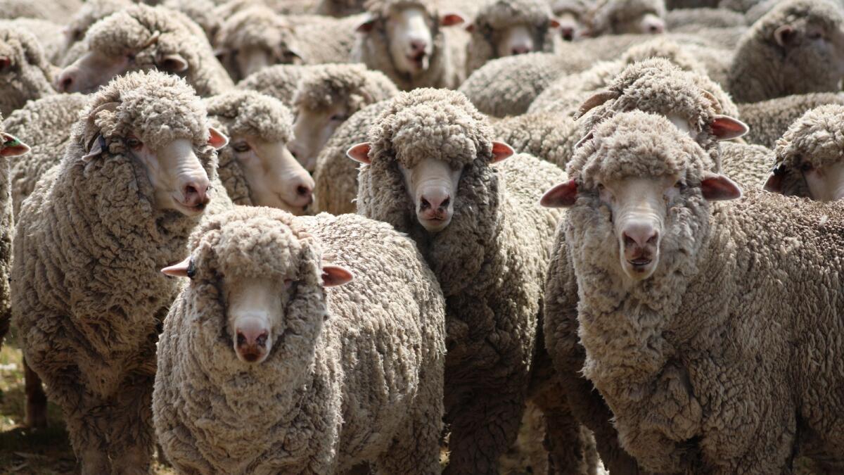 Flock of sheep Blank Meme Template