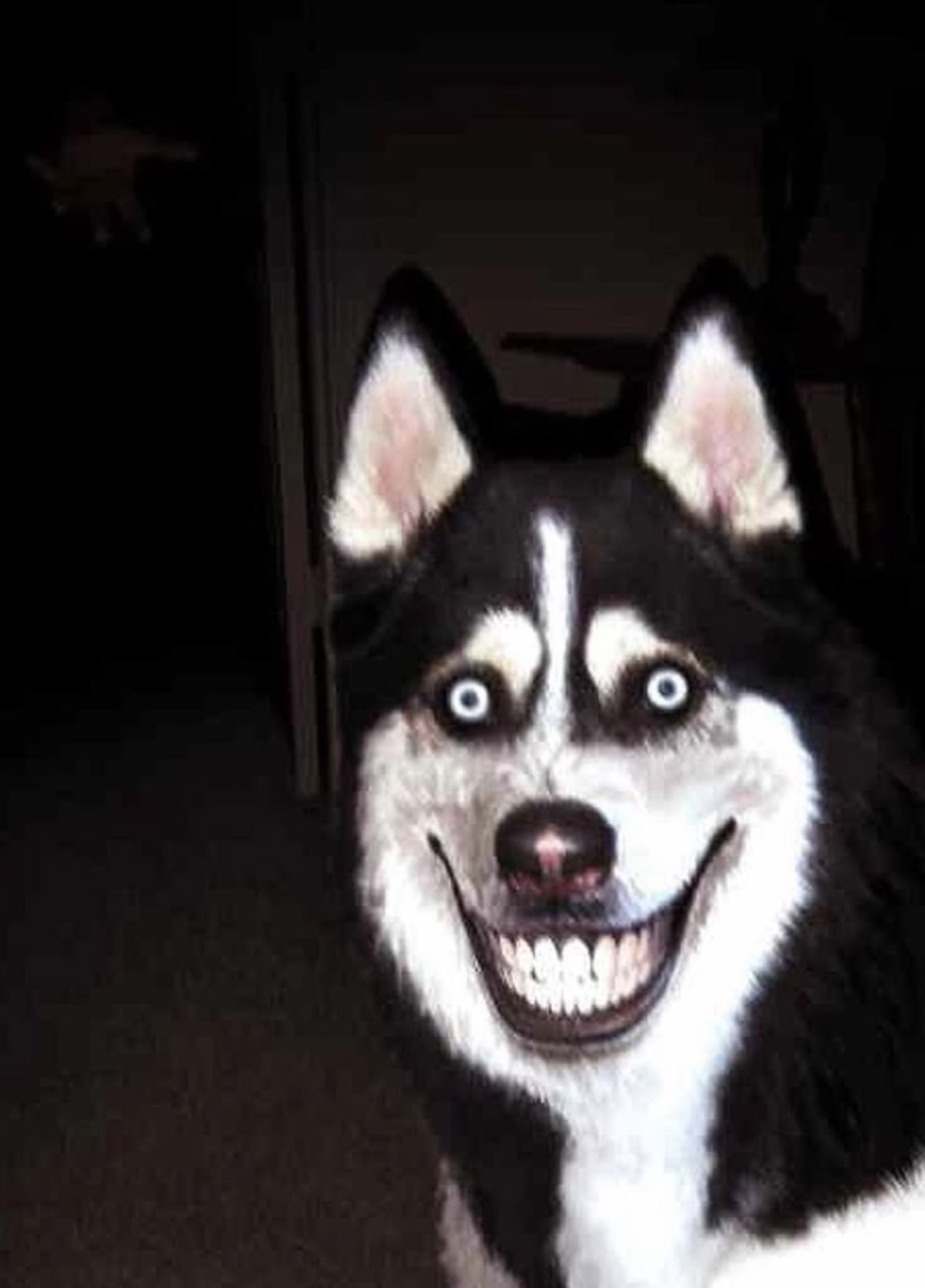 High Quality Cute husky Blank Meme Template