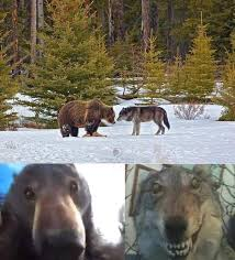 bear and crazy wolf Blank Meme Template