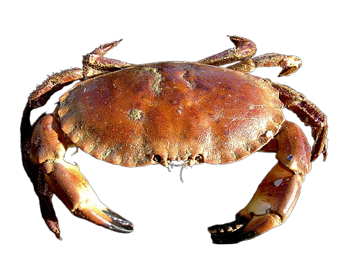Crab Blank Meme Template