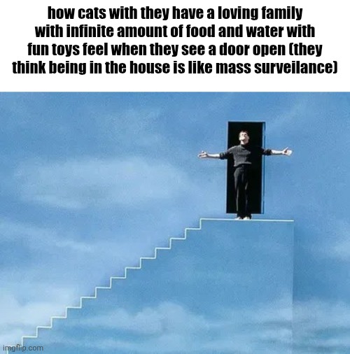 how cats with they have a loving family with infinite amount of food and water with fun toys feel when they see a door open (they think being in the house is like mass surveilance) | image tagged in cat,kitty,truman show,spoilers | made w/ Imgflip meme maker