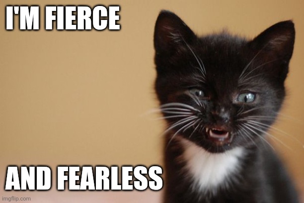 Fearless Cat | I'm Fierce; And Fearless | image tagged in fierce,funny memes | made w/ Imgflip meme maker