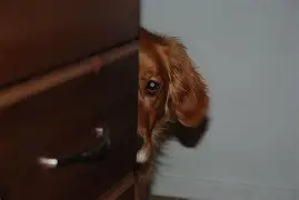 peeking puppy Blank Meme Template