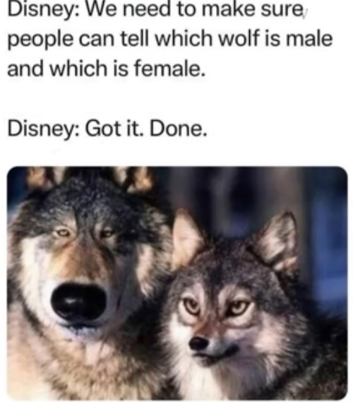 this is true | image tagged in disney,genders,wolf,boys,girls,true | made w/ Imgflip meme maker