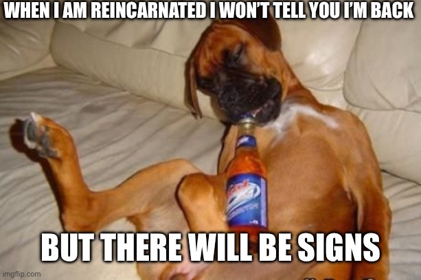 Reincarnation | When I am reincarnated I won’t tell you I’m back; But there will be signs | image tagged in drunk dog,reincarnation,signs | made w/ Imgflip meme maker