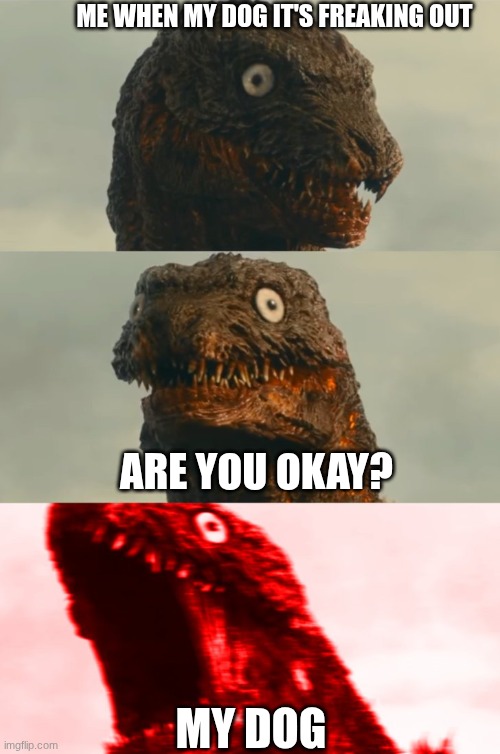 3anfxp.jpg | Me when my dog it's freaking out; Are you okay? My dog | image tagged in 3anfxp jpg | made w/ Imgflip meme maker