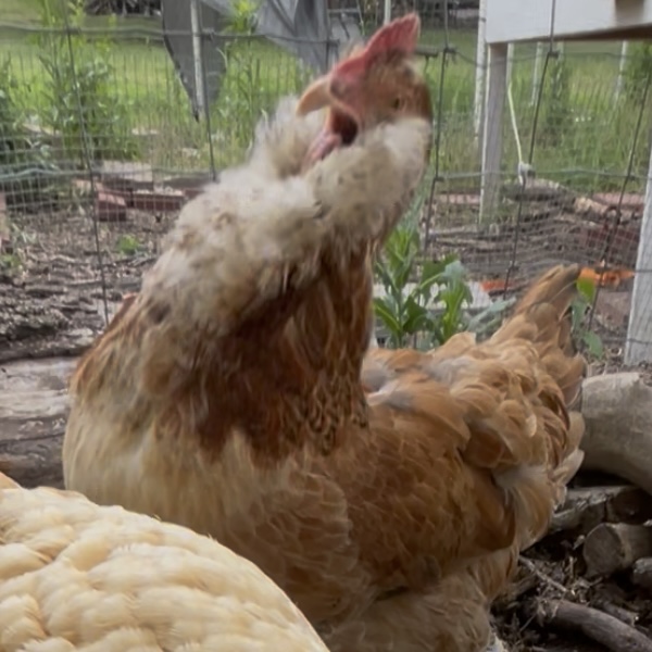 Chicken scream Blank Meme Template