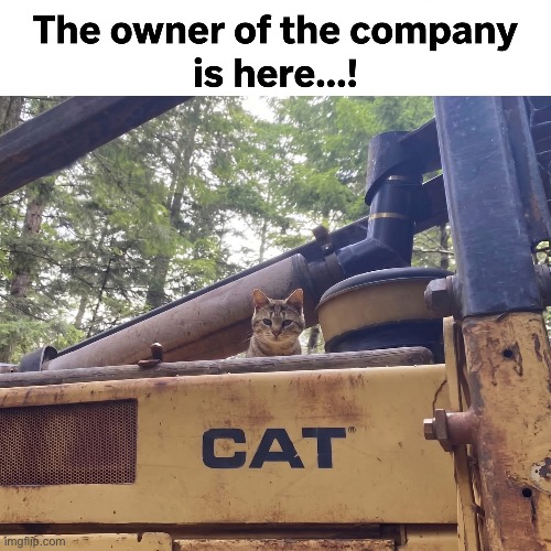 Owner | image tagged in img_4059 jpeg,cat,boss | made w/ Imgflip meme maker