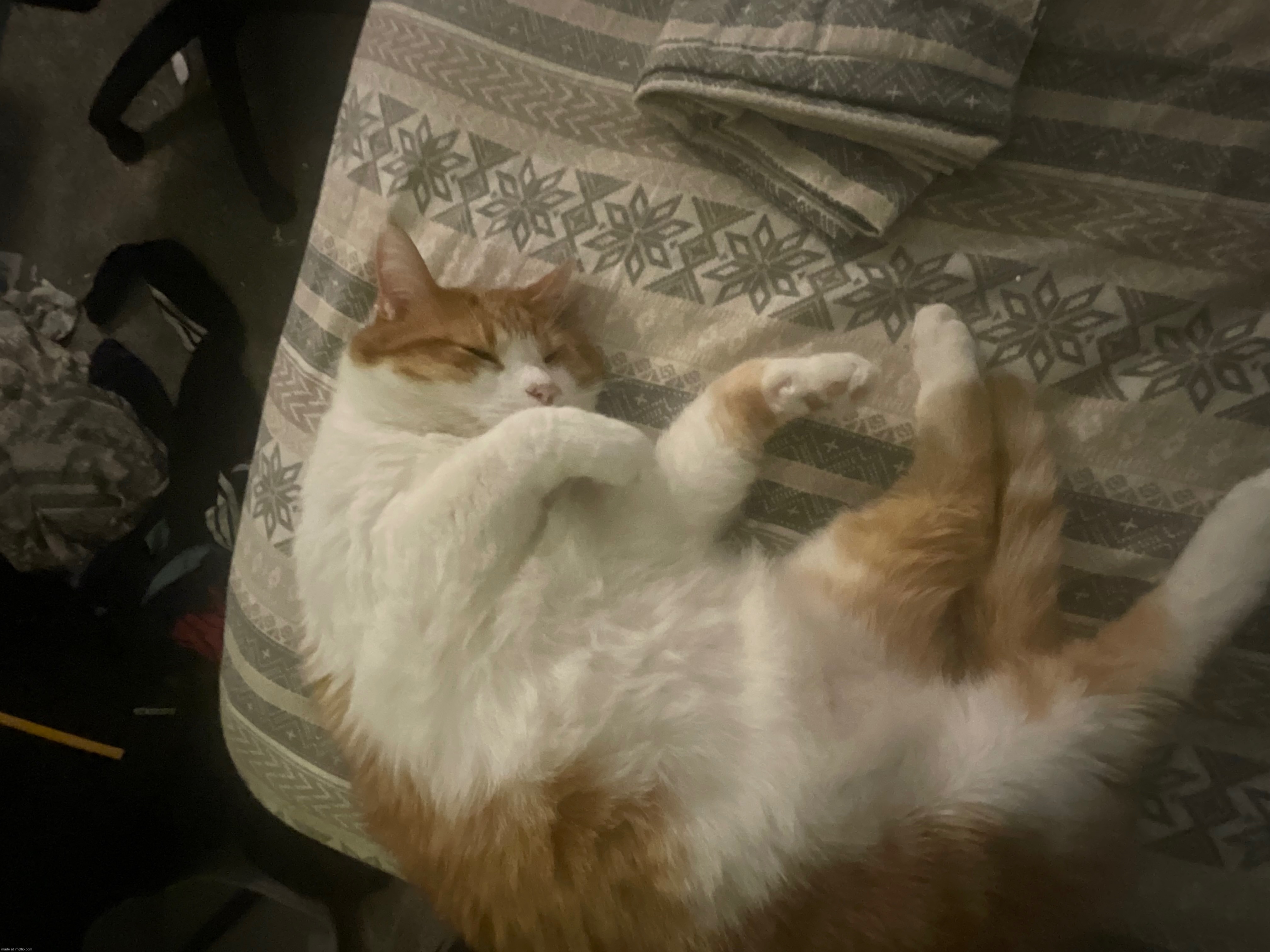 my cat | made w/ Imgflip meme maker
