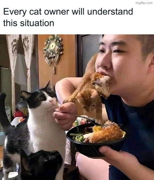 Totally Relatable | image tagged in cats,funny cats,feed me,owned,relatable,tyranny | made w/ Imgflip meme maker