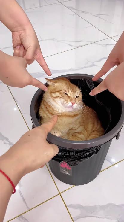 Fingers pointed at cat Blank Meme Template