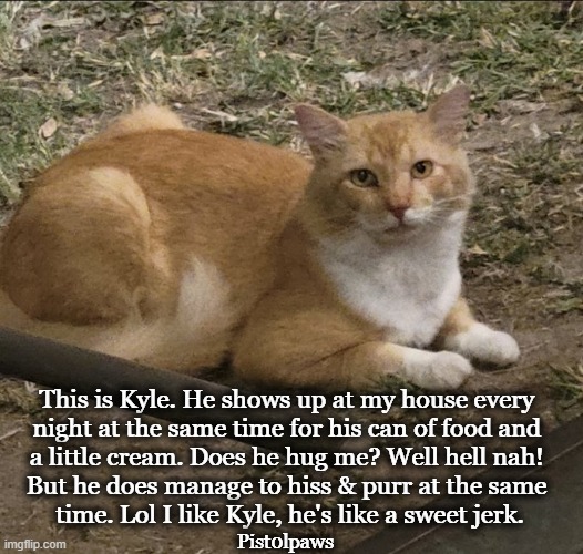 This is Kyle. He shows up at my house every 

night at the same time for his can of food and 

a little cream. Does he hug me? Well hell nah | made w/ Imgflip meme maker
