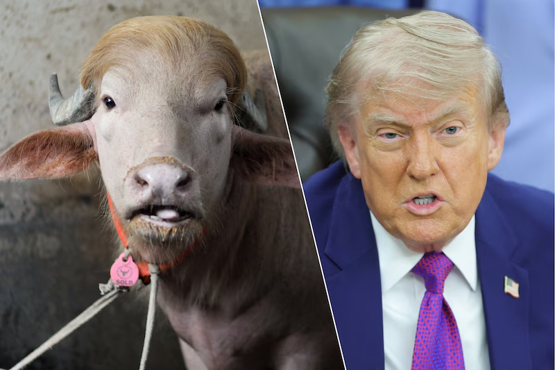 Donald Trump VS Donald Trump Blank Meme Template