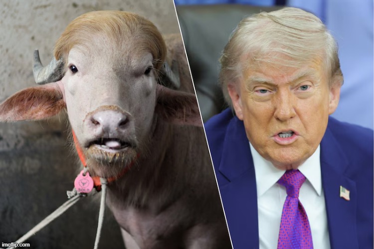 Which one is which? (this is not AI funnily enough) | image tagged in donald trump vs donald trump | made w/ Imgflip meme maker