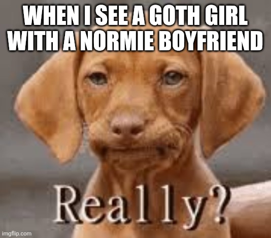 What you got in common with a normie? | When I see a goth girl with a normie boyfriend | image tagged in really dachschund,memes,goth memes | made w/ Imgflip meme maker