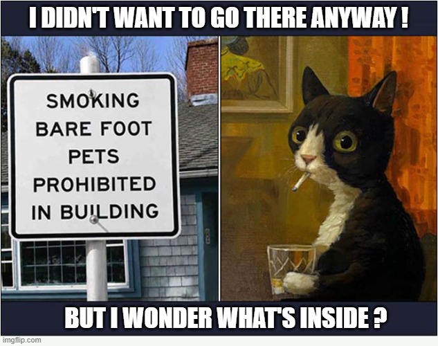 A Cat's Curiousity | I didn't want to go there anyway ! but i wonder what's inside ? | image tagged in cats,curiousity,smoking,prohibited | made w/ Imgflip meme maker