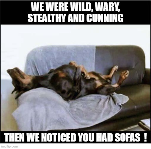 Once We Were Wolves ... | We were wild, wary, stealthy and cunning; Then we noticed you had sofas  ! | image tagged in dogs,wolves,sofas | made w/ Imgflip meme maker