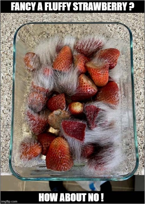 Can I Tempt You ? | Fancy A Fluffy Strawberry ? How About No ! | image tagged in temptation,fluffy,strawberries | made w/ Imgflip meme maker