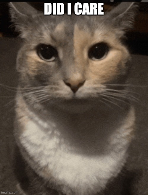 cat dead stare | did i care | image tagged in cat dead stare | made w/ Imgflip meme maker