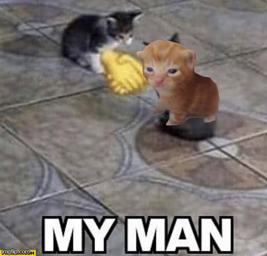 Cats shaking hands | image tagged in cats shaking hands | made w/ Imgflip meme maker