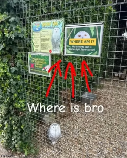i wonder...?? | image tagged in birb | made w/ Imgflip meme maker