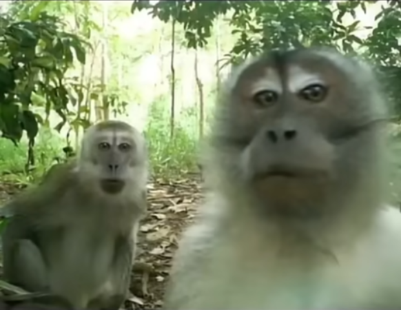 Monkey wake up Blank Meme Template