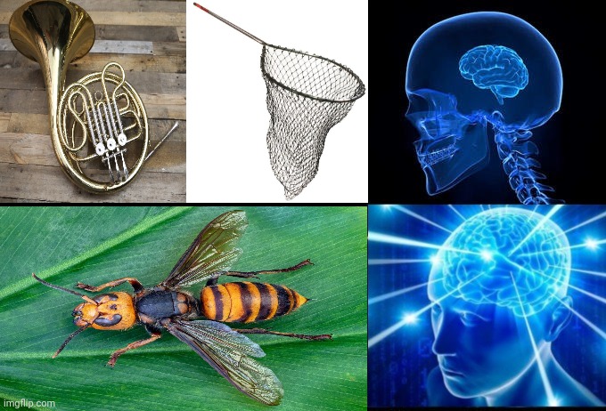 Horn/net, hornet | image tagged in galaxy brain 2 panels fixed,horn,net,hornet | made w/ Imgflip meme maker