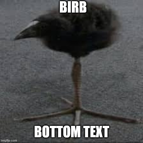 Birb | Birb; Bottom Text | image tagged in birb | made w/ Imgflip meme maker