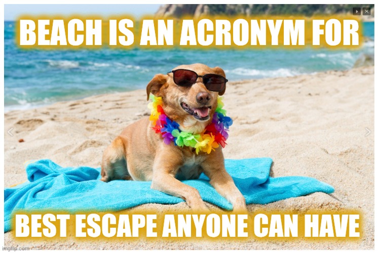 Beach, Best Escape Anyone Can Have | BEACH is an acronym for; Best escape anyone can have | image tagged in dog on beach,beach,summer | made w/ Imgflip meme maker
