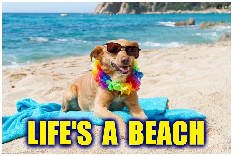 Life's a Beach | Life's  a  Beach | image tagged in dog on beach,beach | made w/ Imgflip meme maker