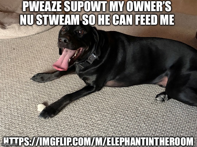 I didn’t see stream advretising in the rules so… | pweaze supowt my owner’s nu stweam so he can feed me; https://imgflip.com/m/ElephantInTheRoom | made w/ Imgflip meme maker