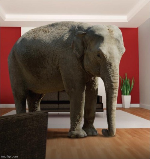 Elephant In The Room | image tagged in elephant in the room | made w/ Imgflip meme maker