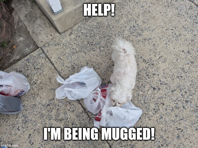Our neighbor's dog ran to our bags while we stopped to talk to him lol | Help! I'm being mugged! | image tagged in 20260520_152241 jpg | made w/ Imgflip meme maker
