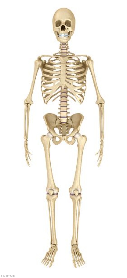 Human anatomy | image tagged in human anatomy | made w/ Imgflip meme maker