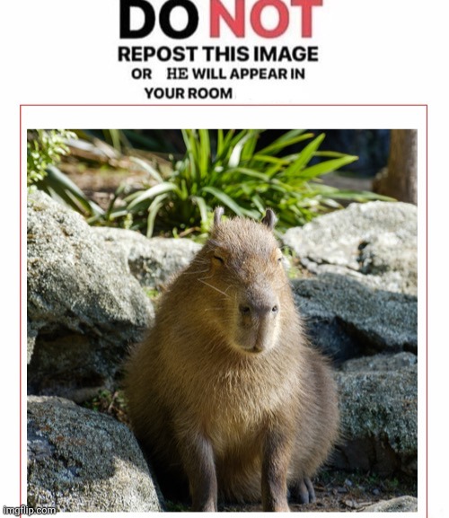 Do not repost this image | image tagged in do not repost this image | made w/ Imgflip meme maker