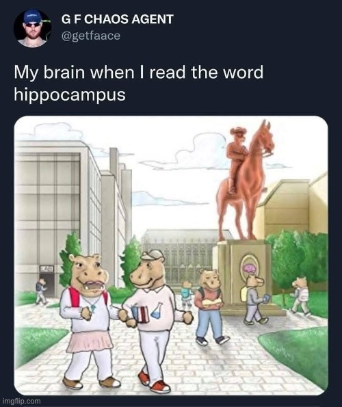 Brain gonna brain | image tagged in img_4066 jpeg,brain,hippo,hippopotamus,bad pun | made w/ Imgflip meme maker