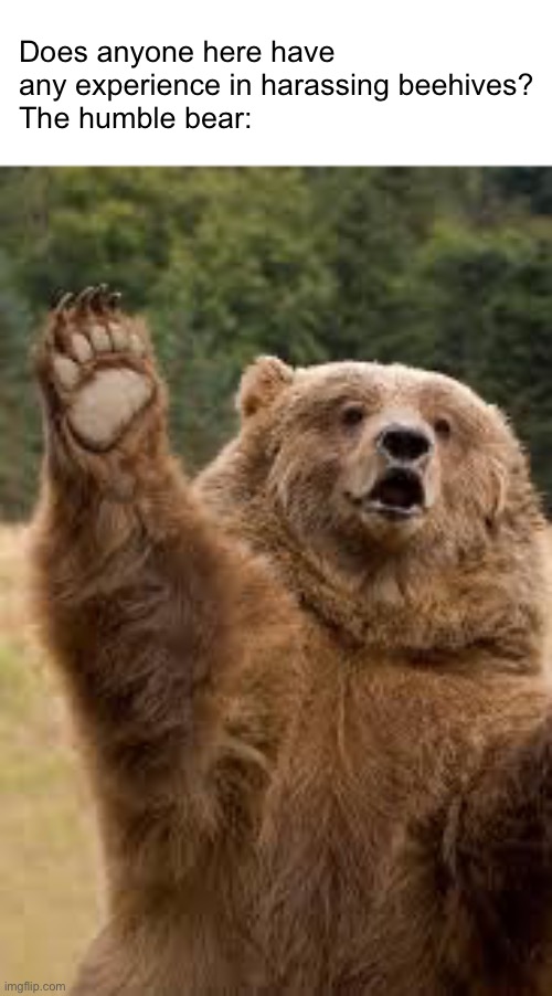 grizzly bear | Does anyone here have any experience in harassing beehives?
The humble bear: | image tagged in grizzly bear | made w/ Imgflip meme maker