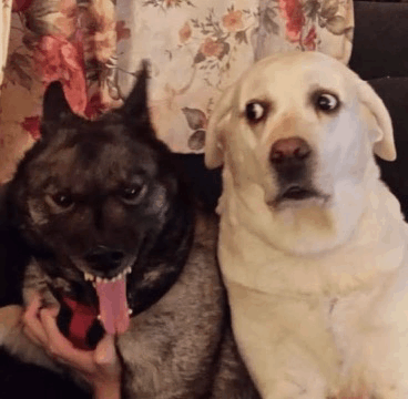 Freaky dog Blank Meme Template