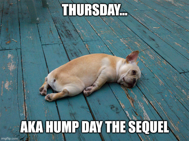 When will this week end?!? | Thursday... Aka Hump Day The Sequel | image tagged in too hungover,memes,dogs,thursday,hump day,work week | made w/ Imgflip meme maker